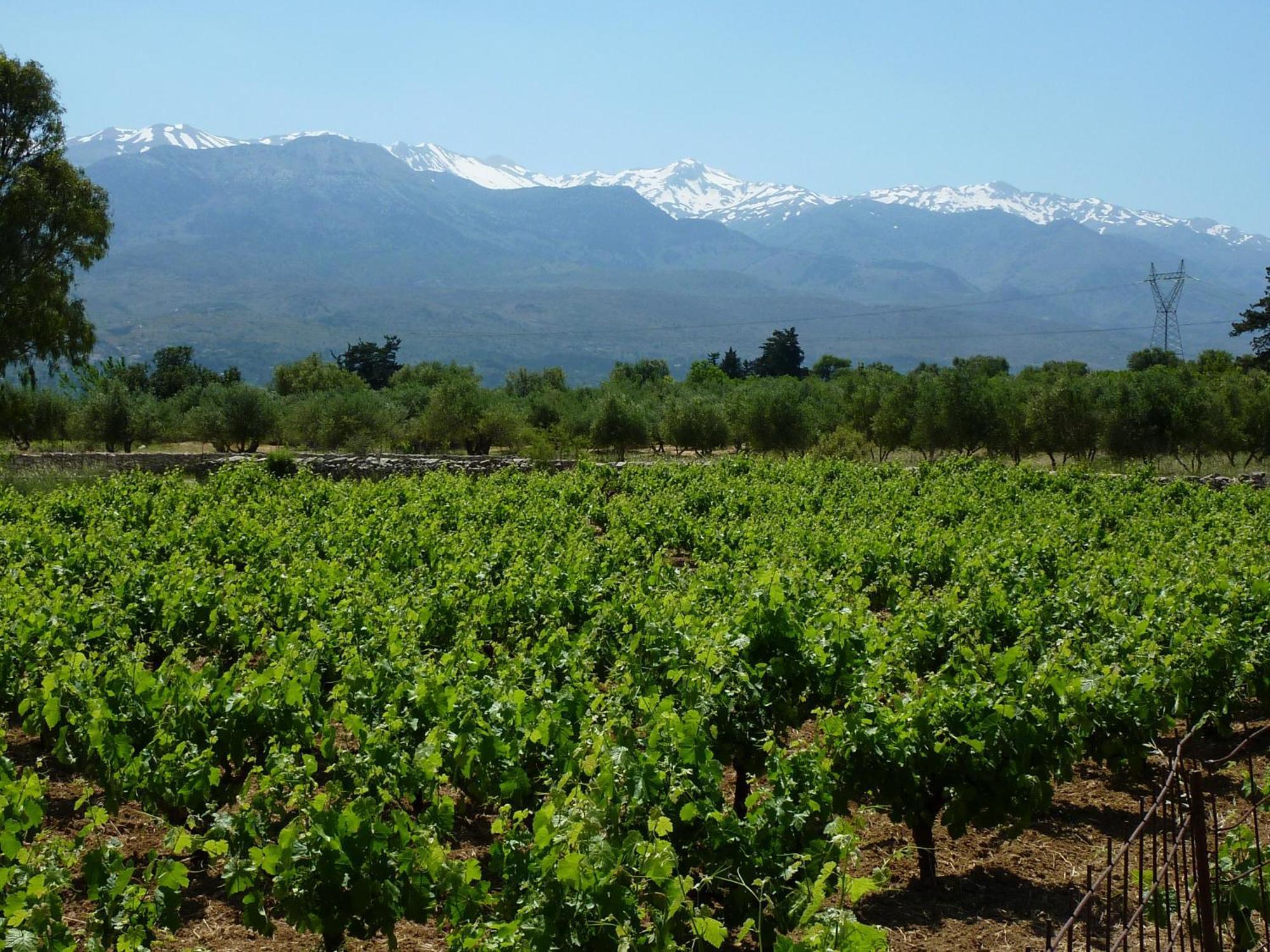 Villa Artemis Vryses Crete Alikampos Luaran gambar
